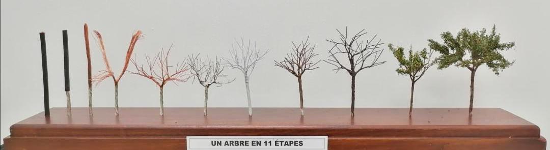 Un arbre en 11 etapes